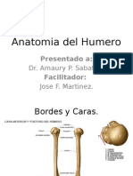 Anatomia Del Humero