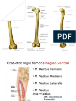 Anatomi Paha