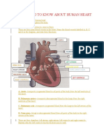 State The Function of Human Heart