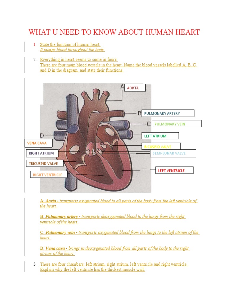 State The Function of Human Heart | PDF | Heart Valve | Atrium (Heart)
