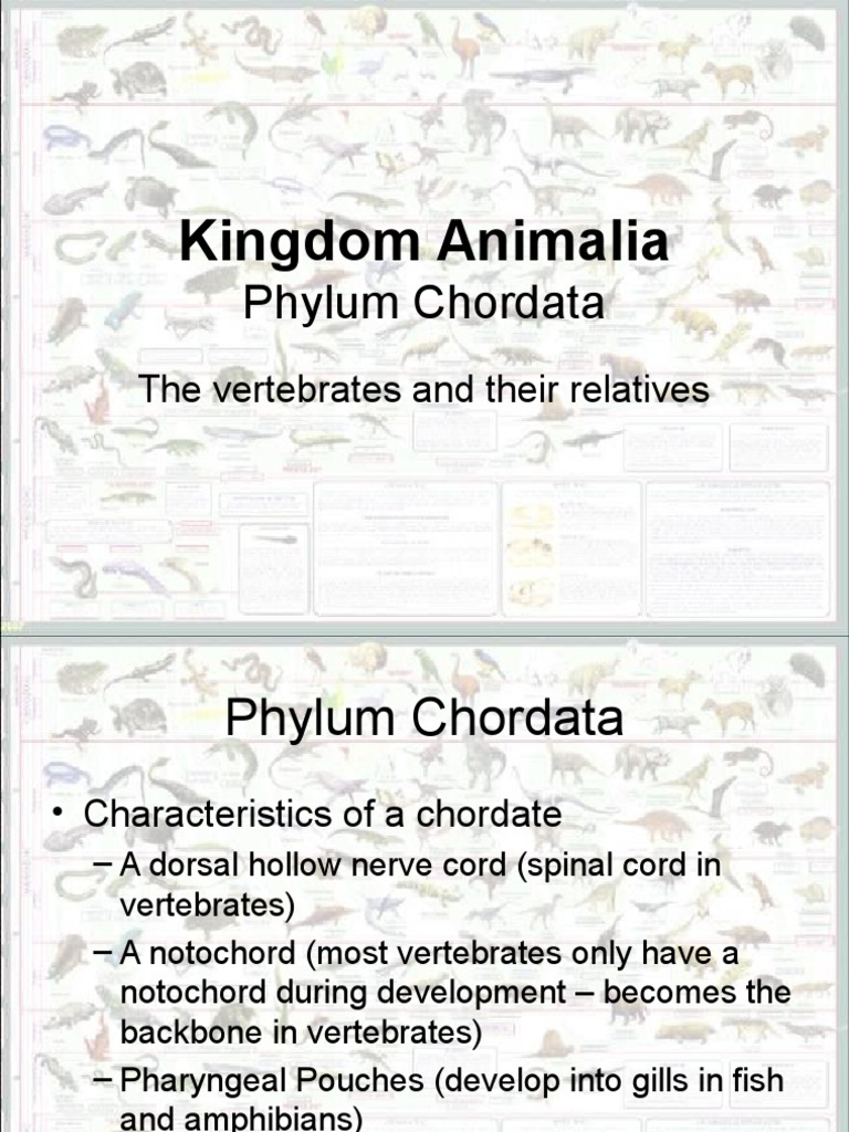 Characteristics of Phylum Chordata | PDF | Fish | Mammals