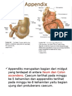 Anatomi Appendix