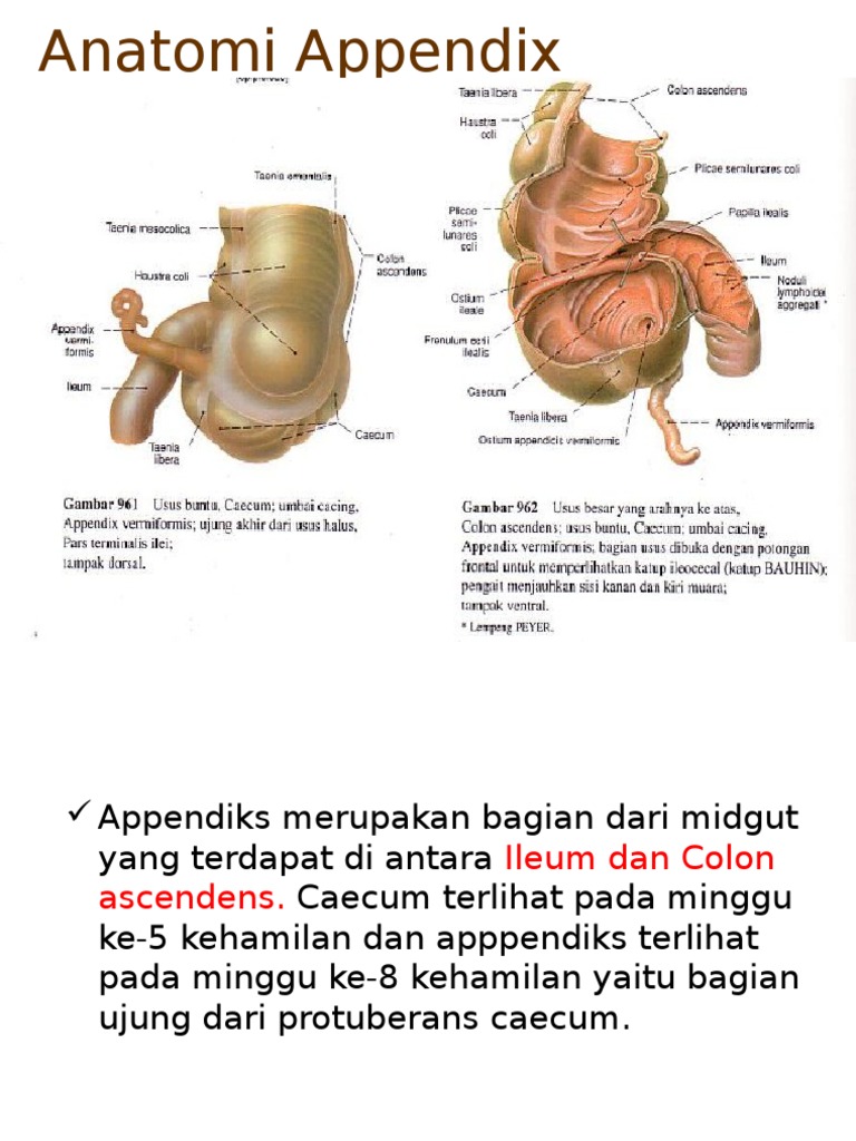 Anatomi Appendix | PDF | Sains & Matematika