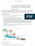 The Phosphorus Cycle 