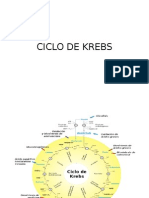 Ciclo de Krebs