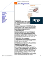 A Glândula Timo - Funções, Saúde e Exercícios PDF