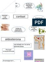 cortisol