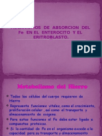 Mecanismos de Absorcion Del Fe Hierro en El Enterocito y El Eritroblasto