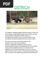 OSTRICH