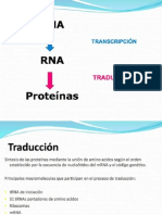 Clase Traduccion Eucariota