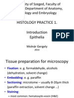 2 01 Epithelia 2014