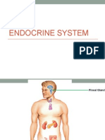 Endocrine System