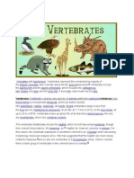 Vertebrates Vertebrata