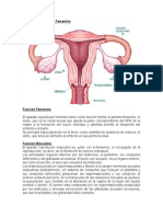 Aparato Reproductor Femenino