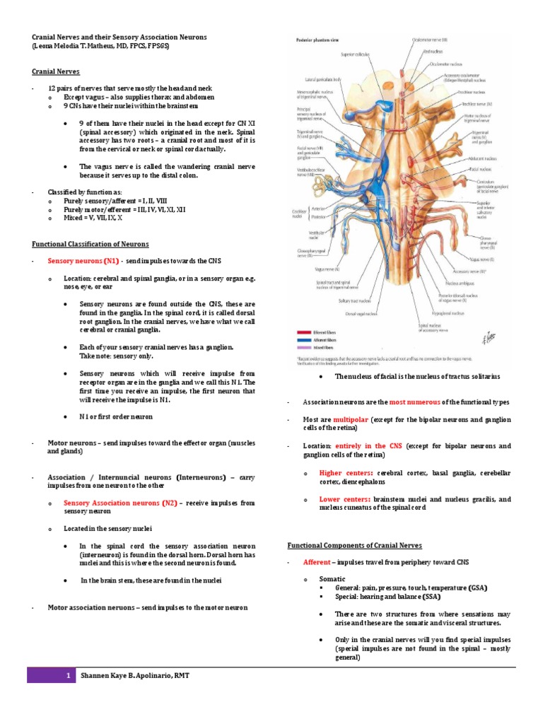 Cranial Nerves and Association Neurons | PDF | Brainstem | Vagus Nerve