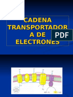 Cadena Transportadora de Electrones