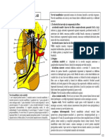 Nervul Mandibular