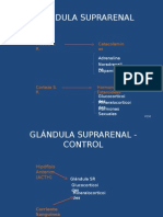 GLANDULA SUPRARRENAL