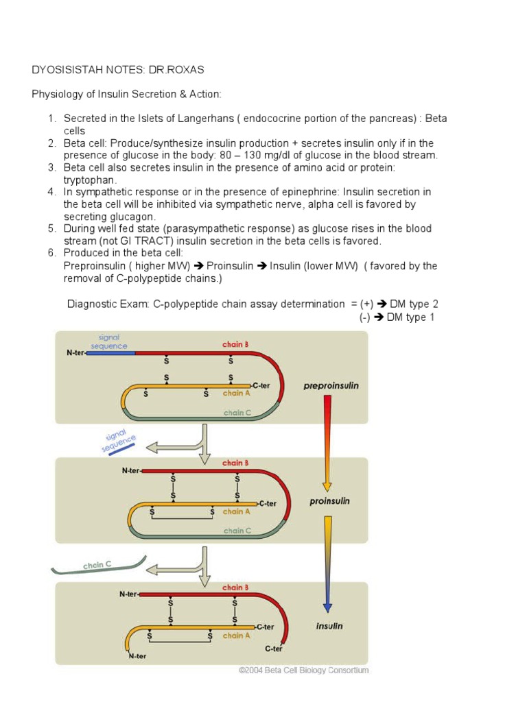 Insulin Secretion and Action Physiology | PDF | Insulin | Apoptosis