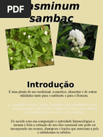 Jasmim Apresentacao