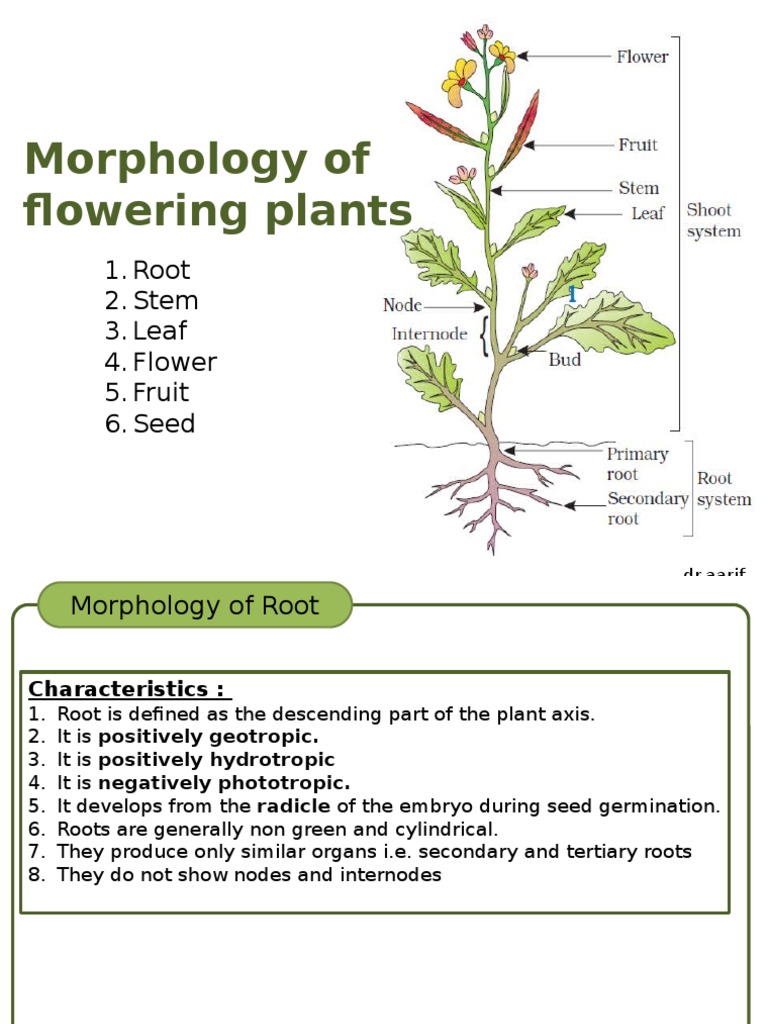Morphology of Flowering Plants: 1. Root 2. Stem 3. Leaf 4