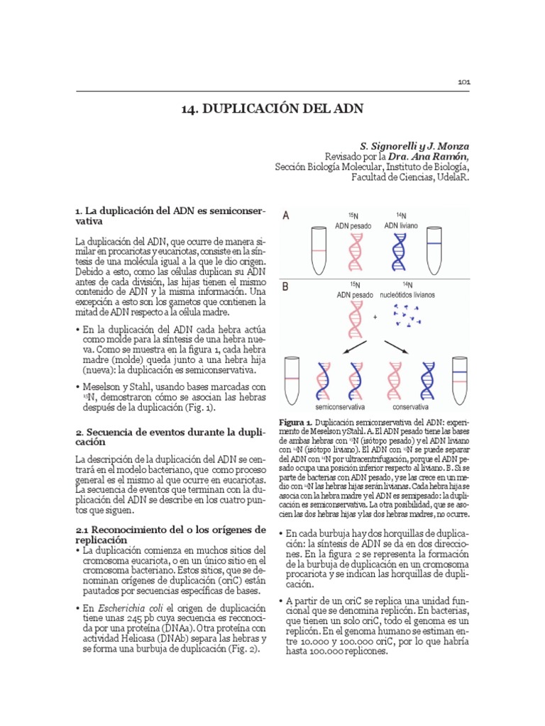 Duplicación Semiconservativa del ADN | PDF | Replicación De Adn | Adn