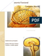 Neuroanatomía Funcional