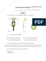 Teste Diagnóstico - Diversidade Das Plantas