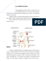 Glandulas Endocrinas e Exocrinas