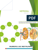 Nefrona: Unidad funcional del riñón