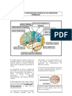 Part 10 Desarrollo y Configuracion Externa de Los Hemisferios Cerebra Les.