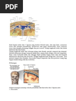 Anatomi Dan Fisiologi Kepala Manusia