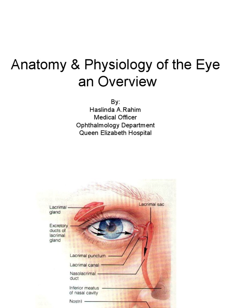 The Eye Pdf Download | Anatomy of the Eye – TLWK