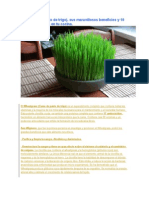 Wheatgrass Pasto de Trigo, Sus Maravillosos Beneficios y 10 Tips para Crecerlo en Tu Cocina.