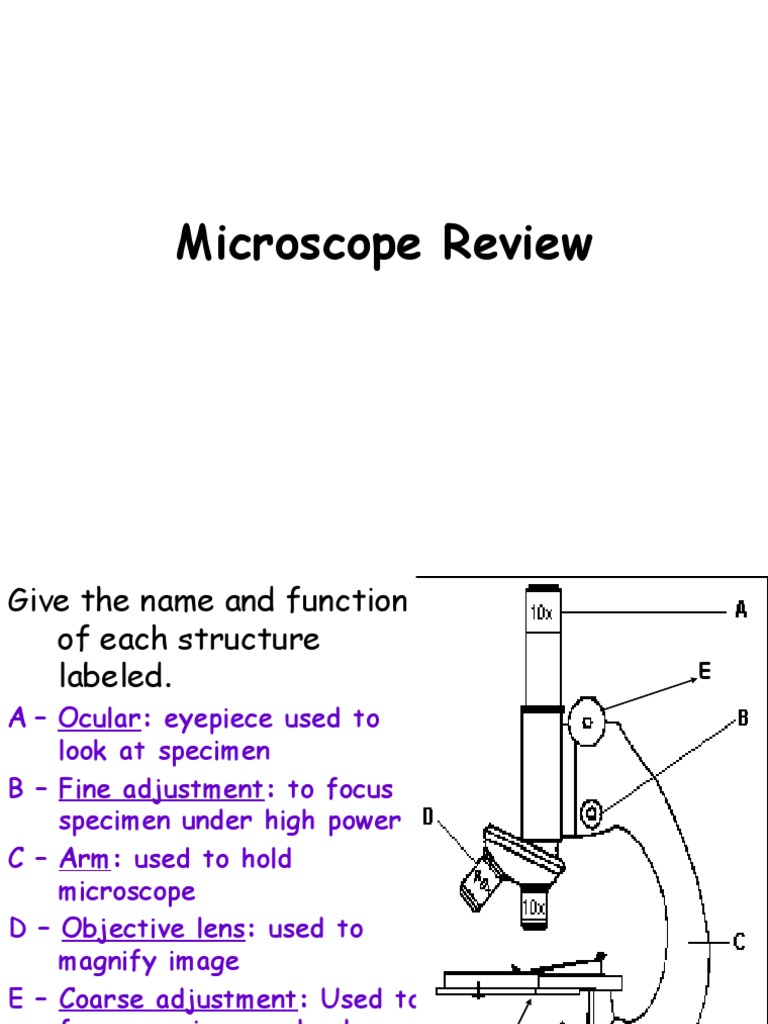 7th Grade Microscope Exam Review Microscopy Laboratory Techniques