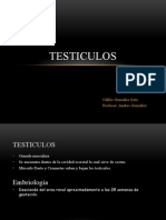 Testiculos