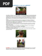 Quem Nasceu Primeiro Ovo Ou a Galinha