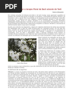 Como Aplicar a Terapia Floral de Bach Através Do Tarô