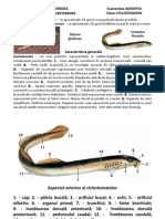 004 Zoologia Vertebratelor Cyclostomata