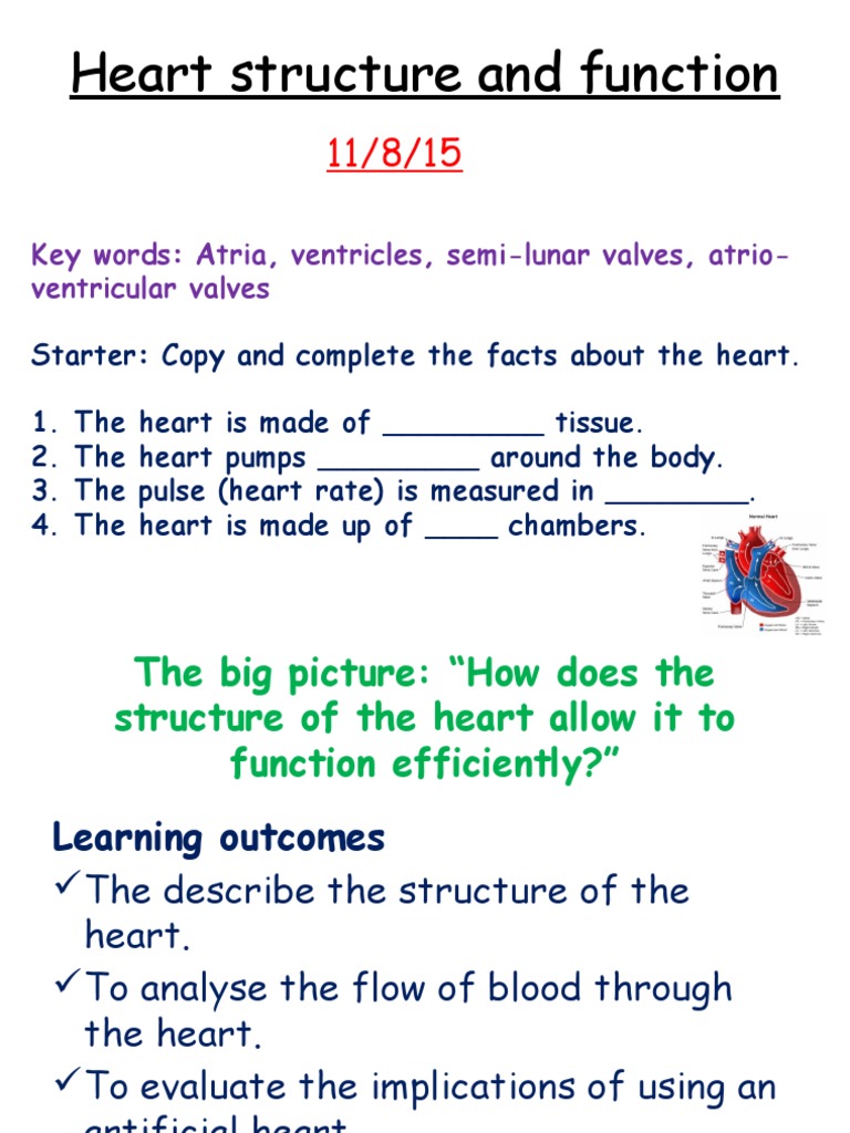 Heart Structure and Function Overview | PDF | Heart Valve | Heart