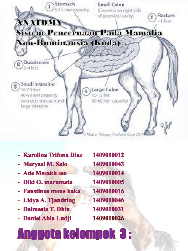 ANATOMYvSistem Pencernaan Pada Mamalia NonRuminansia (Kuda)
