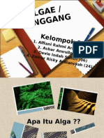 Kel 1 Algae