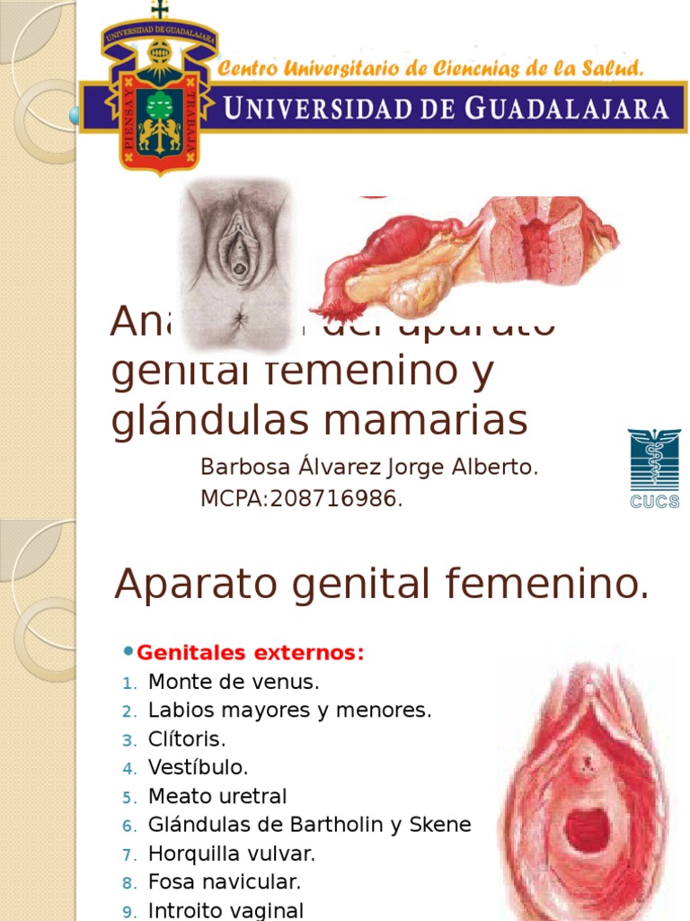 Anatomía Del Aparato Genital Femenino y Glándulas Mamarias