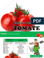 Cultivo Del Tomate de Guiso