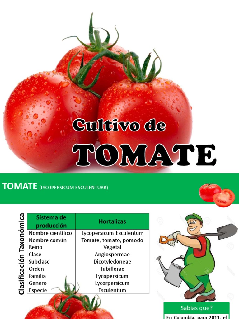 Taxonomía Del Tomate PDF Tomate Plantas edu.svet.gob.gt