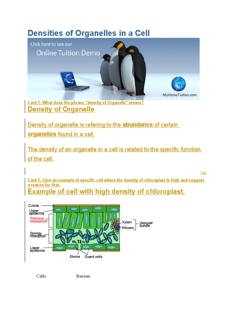 Densities of Organelles in A Cell | PDF | Cell (Biology) | Nature