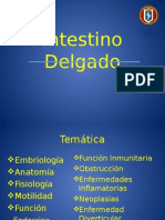 Intestino Delgado