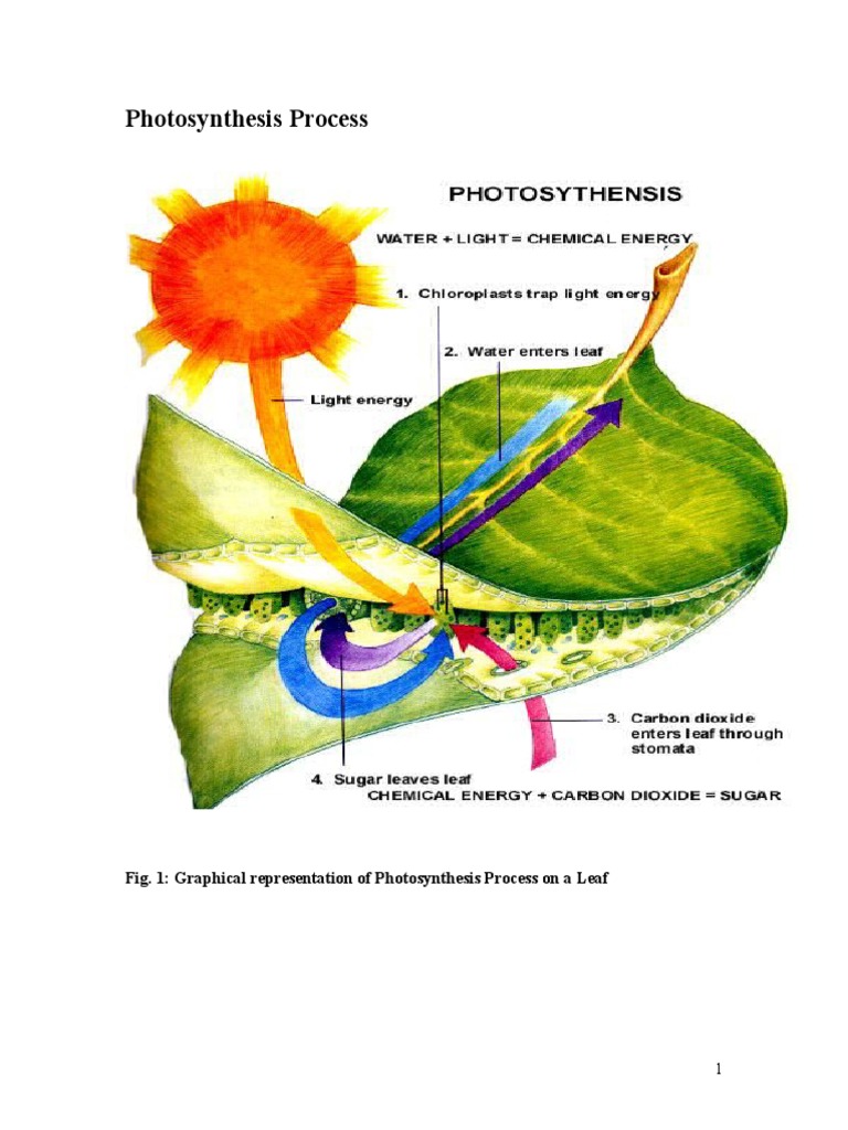 Photosynthesis Process PDF