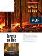 forests on fire