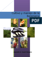 Cultivo de Berenjena